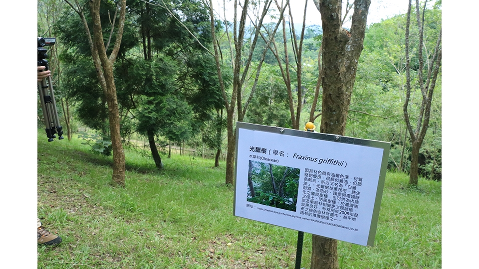 獨角仙在啃食時會由下往上剷使其樹皮不會斷裂而亡， 與餵養他的光臘樹相互共生。